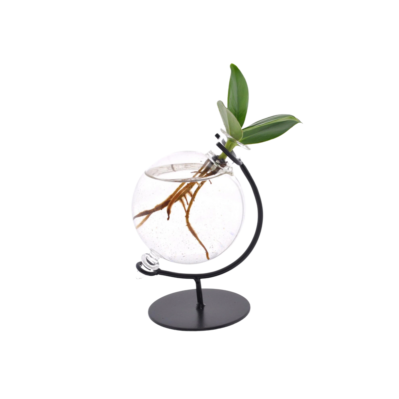 Clusia in Victoria Glas