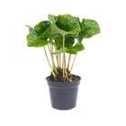Coffea Arabica