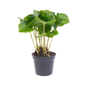 Coffea Arabica