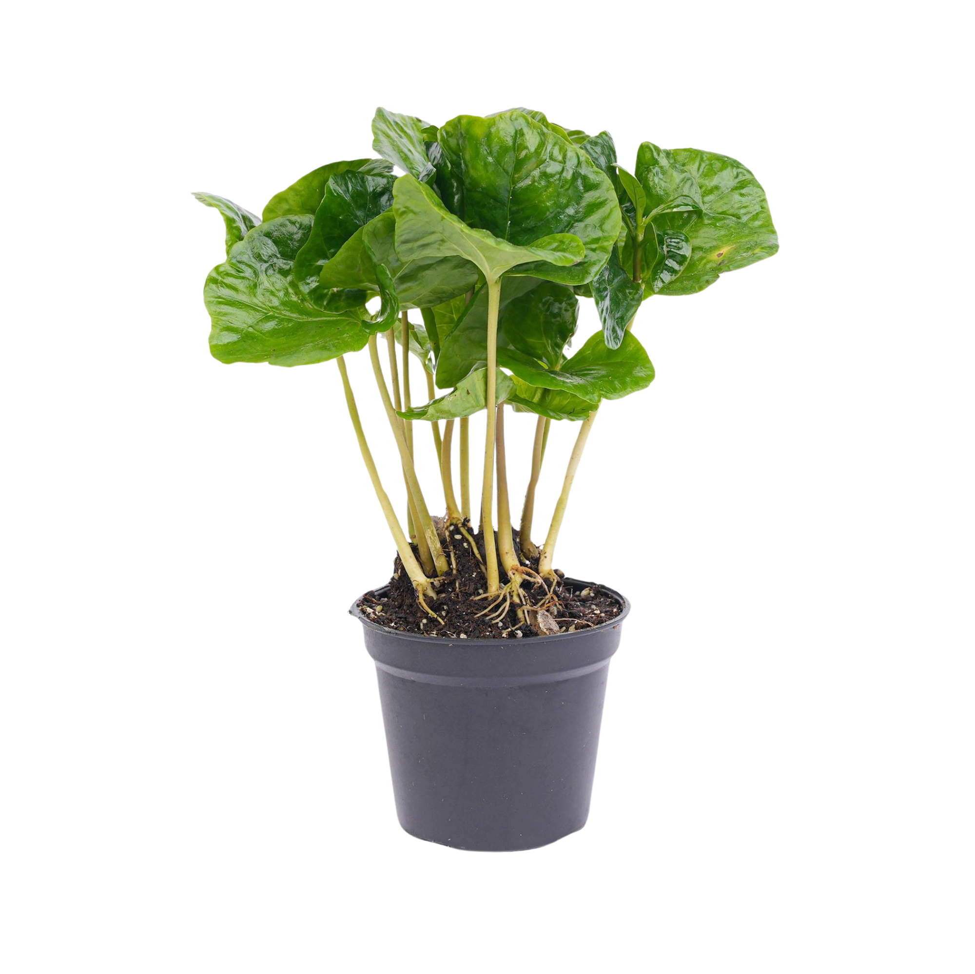 Coffea Arabica