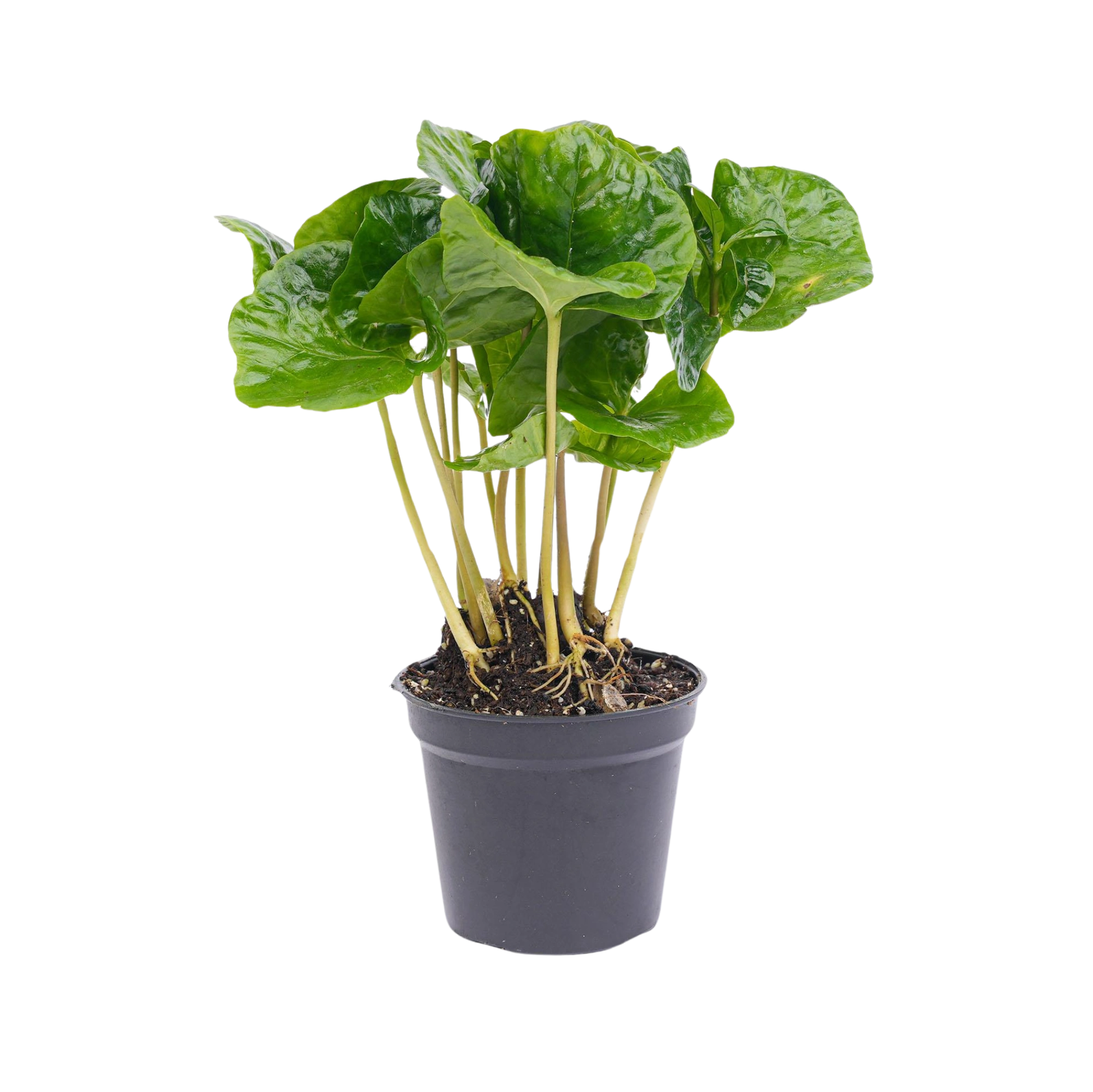 Coffea Arabica