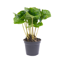 Coffea Arabica