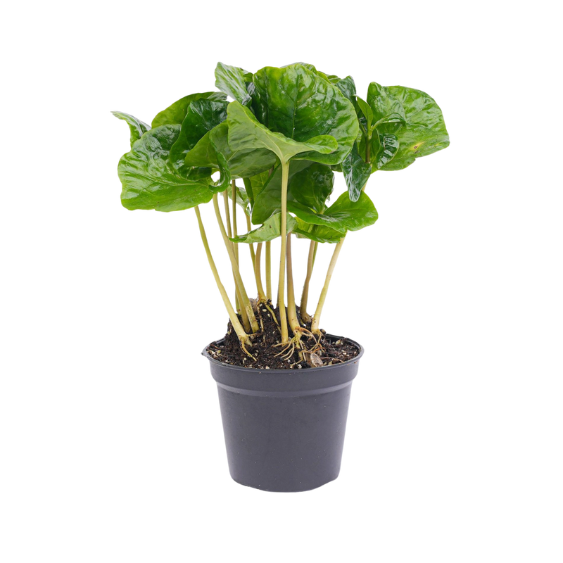 Coffea Arabica