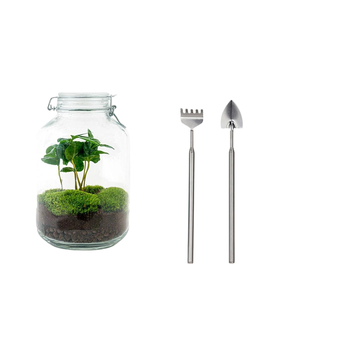 Coffea Arabica Terrarium Jar