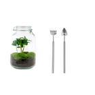 Coffea Arabica Terrarium Jar