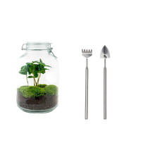Coffea Arabica Terrarium Jar