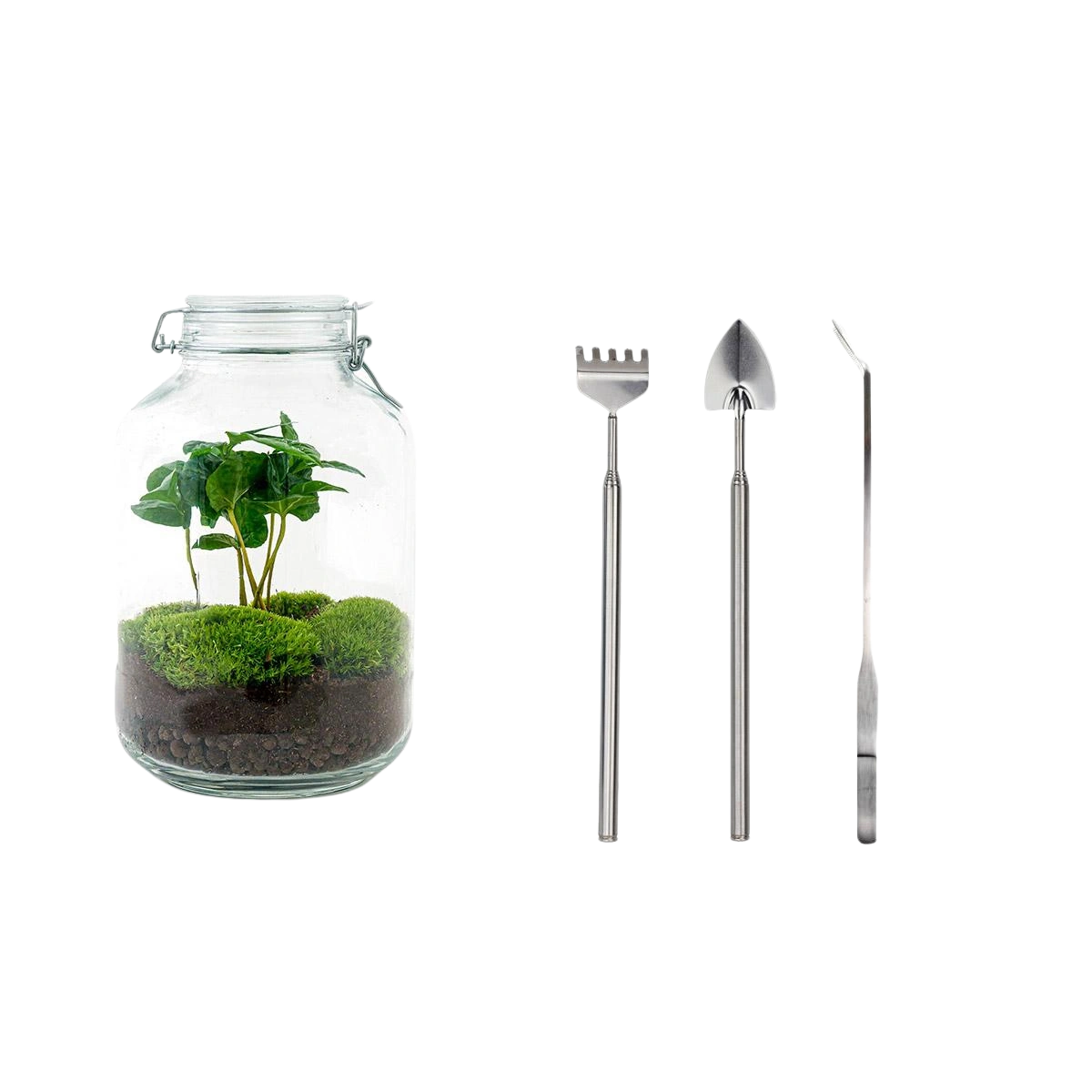 Coffea Arabica Terrarium Jar