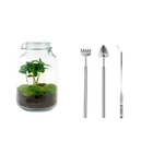 Coffea Arabica Terrarium Jar