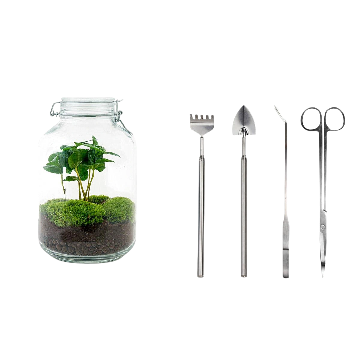 Coffea Arabica Terrarium Jar