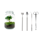 Coffea Arabica Terrarium Jar