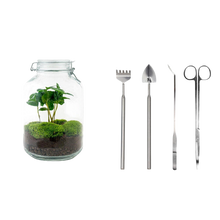 Coffea Arabica Terrarium Jar
