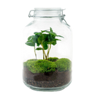 Coffea Arabica Terrarium Jar