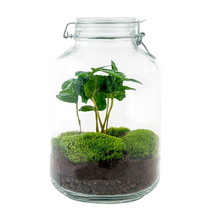 Coffea Arabica Terrarium Jar