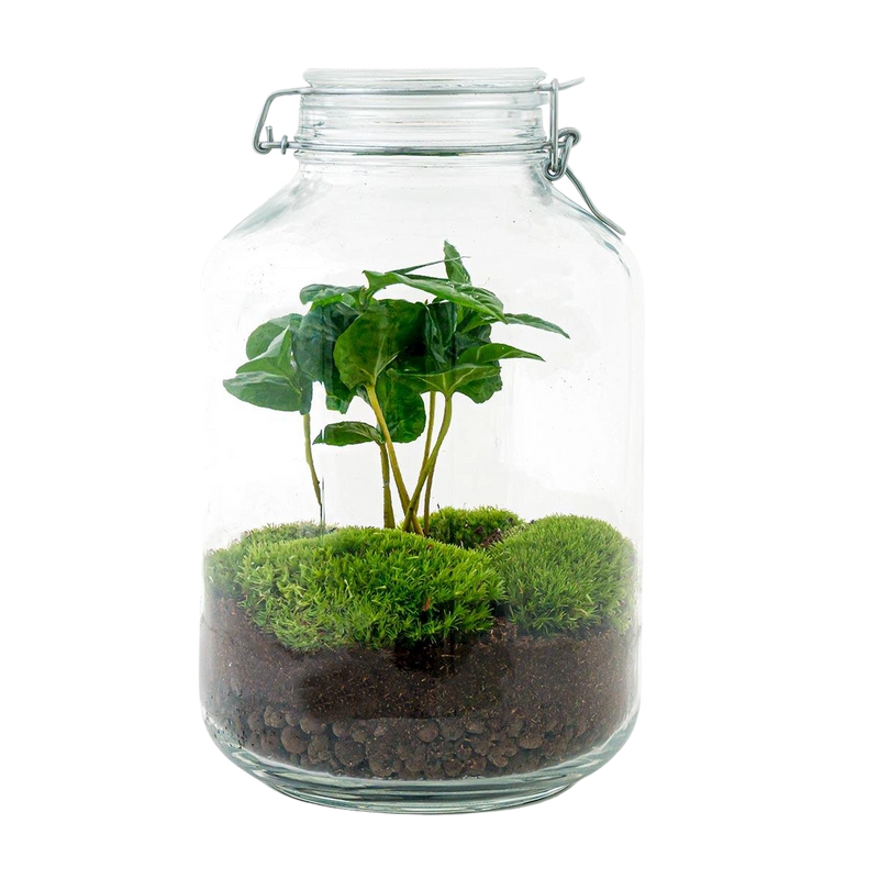 Coffea Arabica Terrarium Jar
