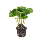 Coffea Arabica