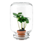 Coffea Arabica – Easyplant Jar