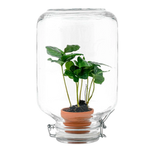 Coffea Arabica – Easyplant Jar