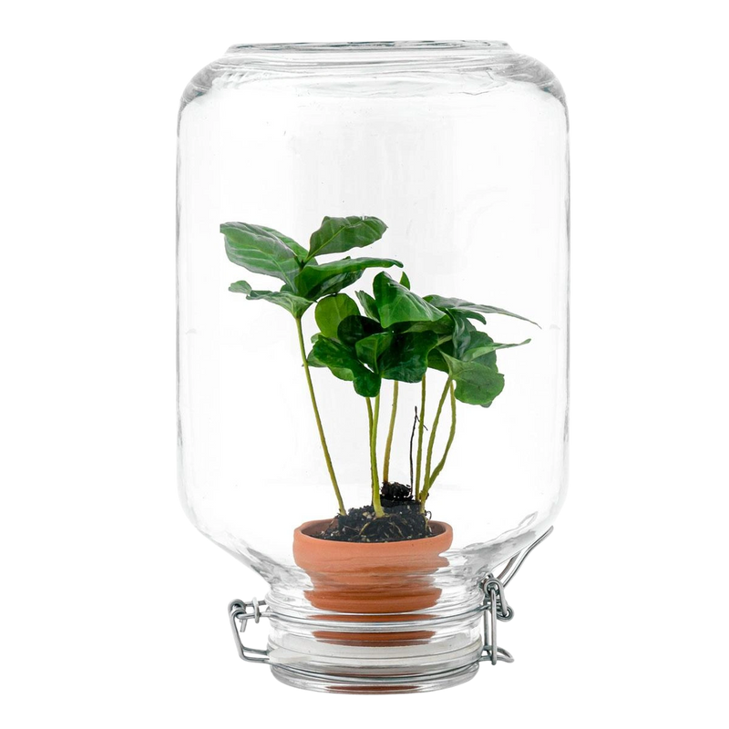 Coffea Arabica – Easyplant Jar