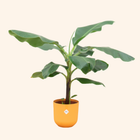 Bananenplant (Musa) | Elho Jazz Round geel