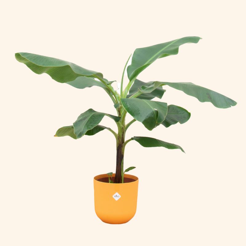 Bananenplant (Musa) | Elho Jazz Round geel