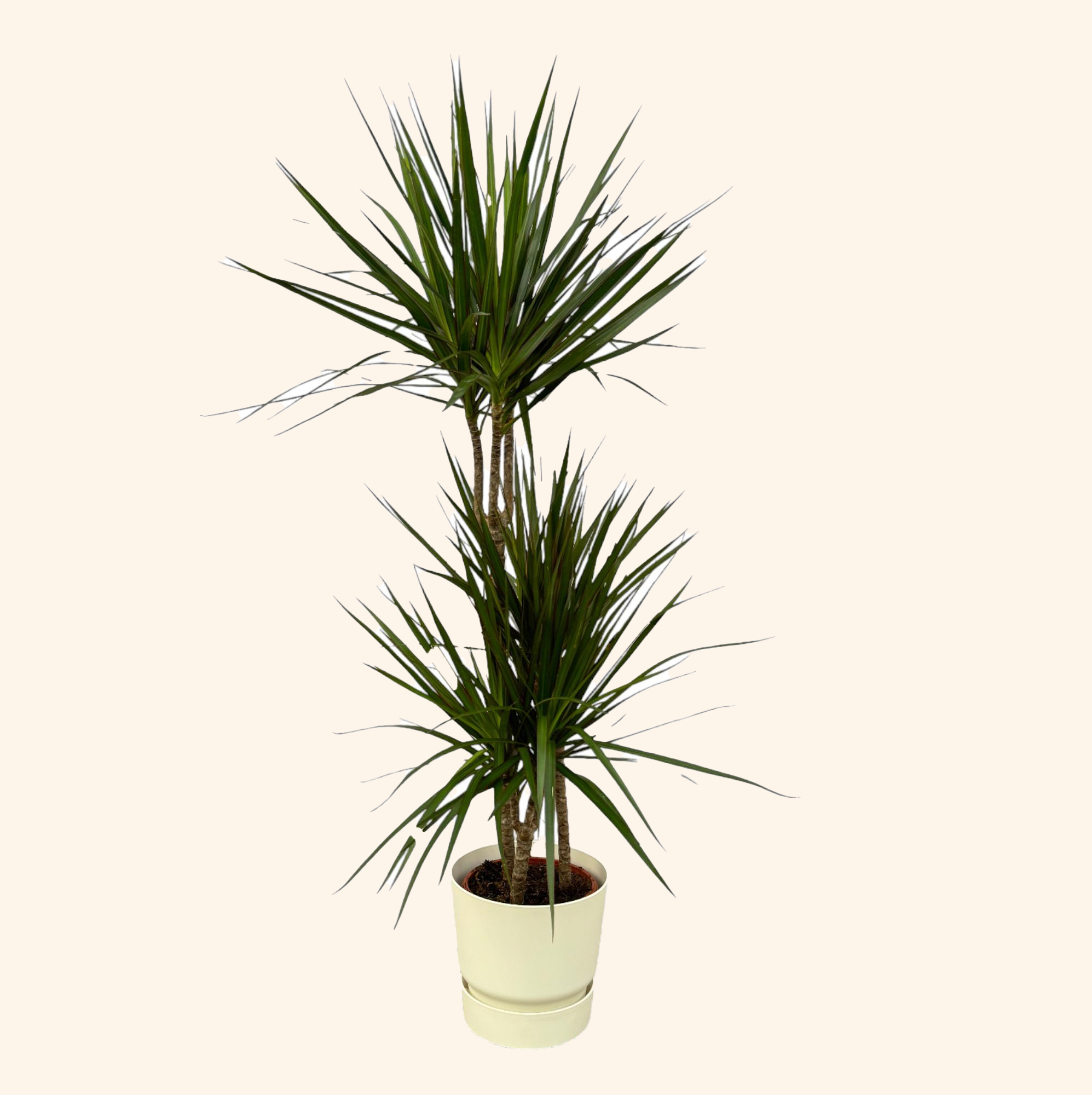 Dracaena Marginata | Elho Greenville Round