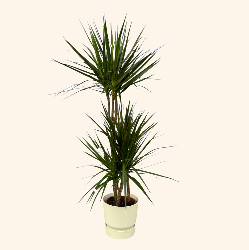 Dracaena Marginata | Elho Greenville Round