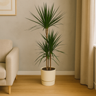 Dracaena Marginata | Elho Greenville Round