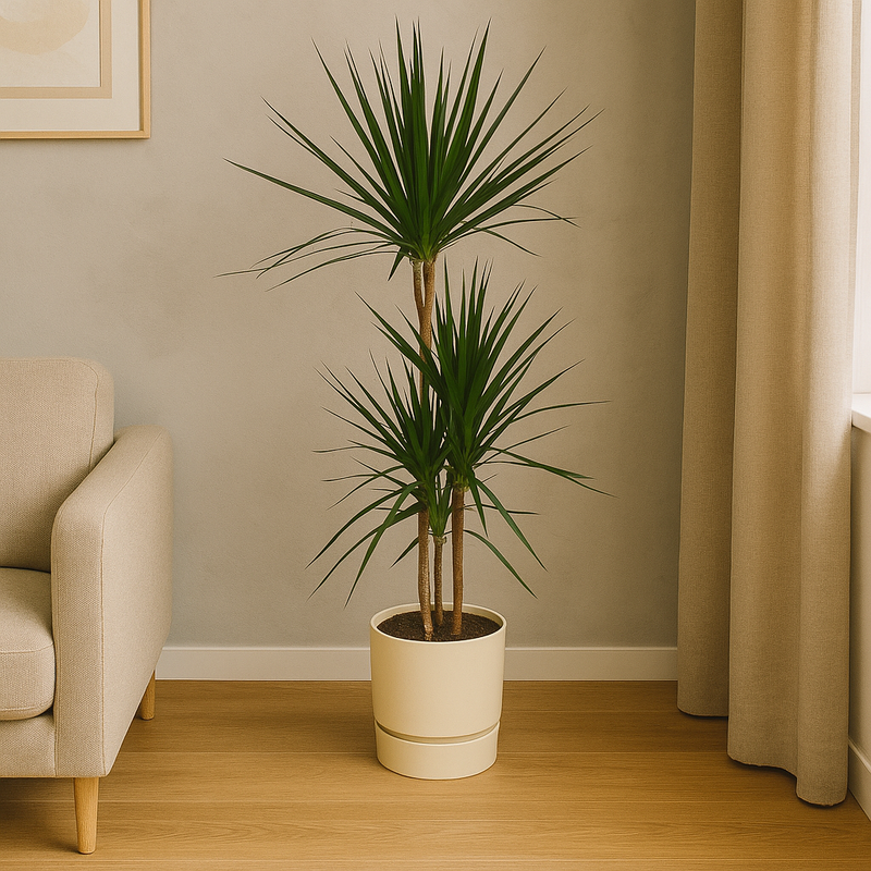 Dracaena Marginata | Elho Greenville Round