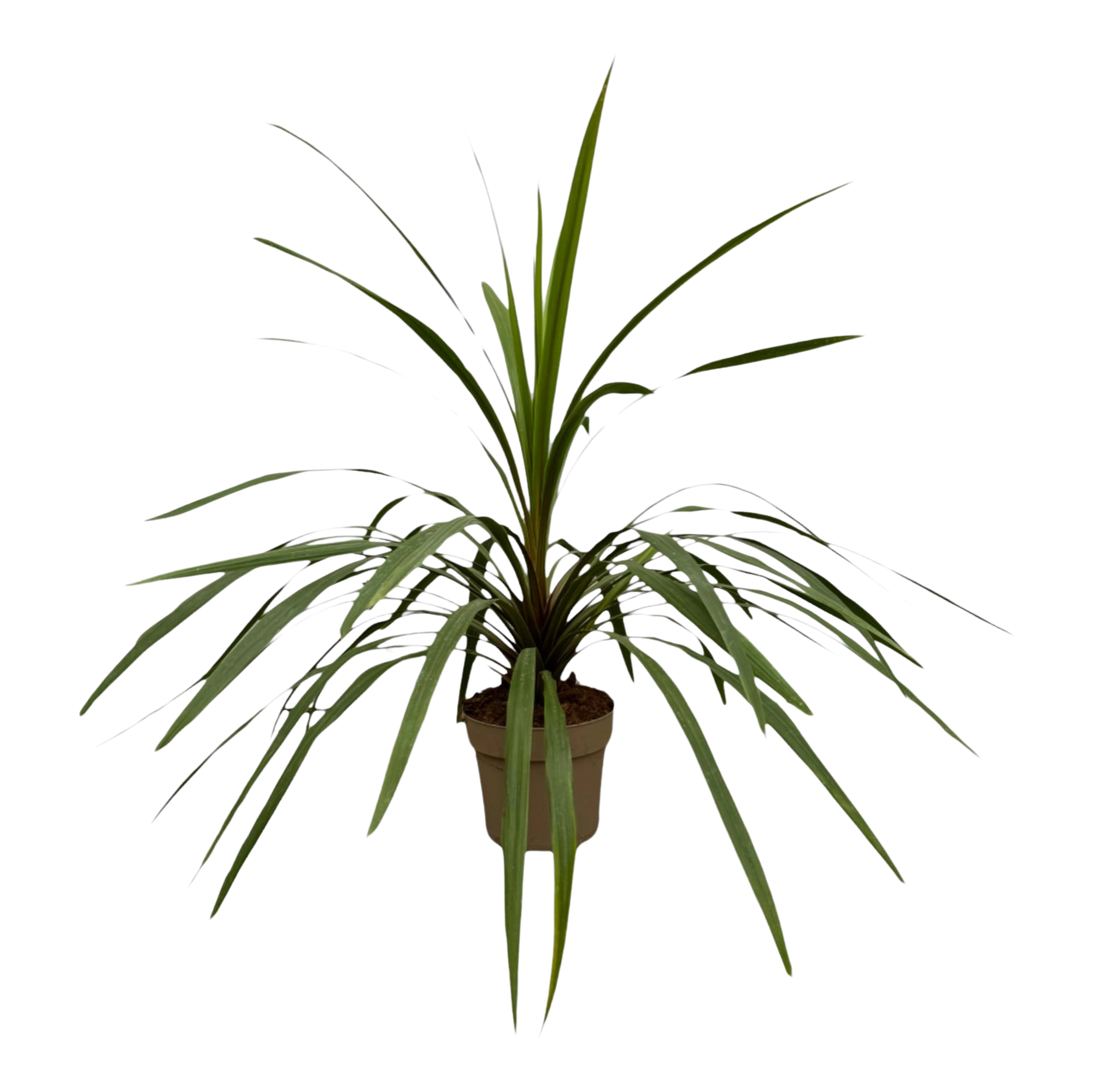 Cordyline Peko