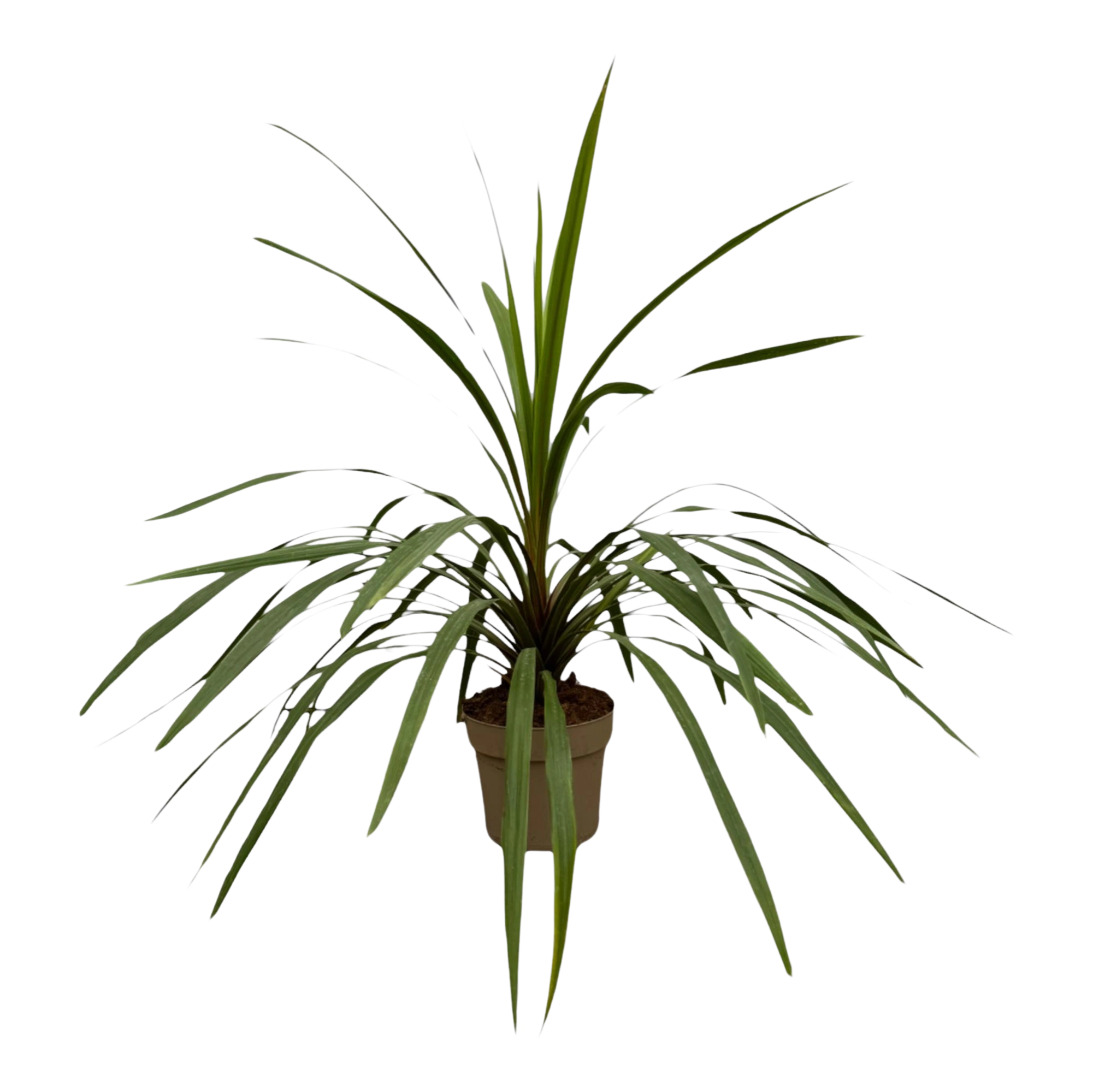 Cordyline Peko