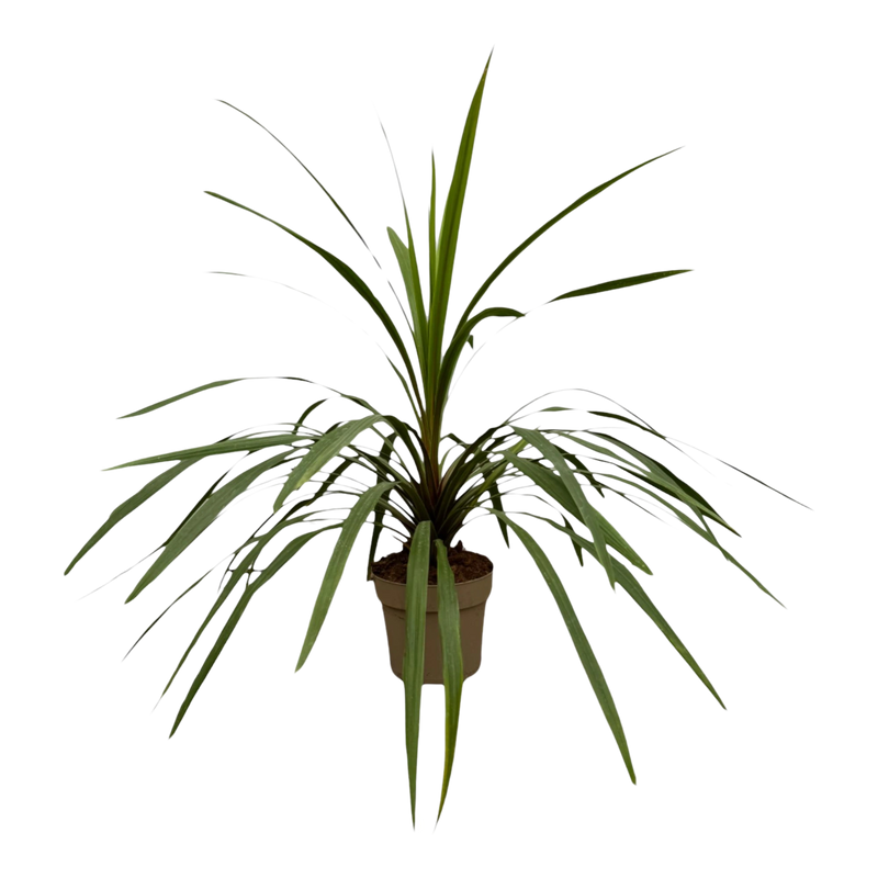 Cordyline Peko
