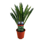 Cycas revoluta (Palmvaren) Everspring