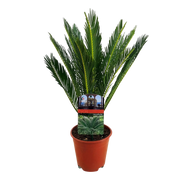 Cycas revoluta (Palmvaren) Everspring