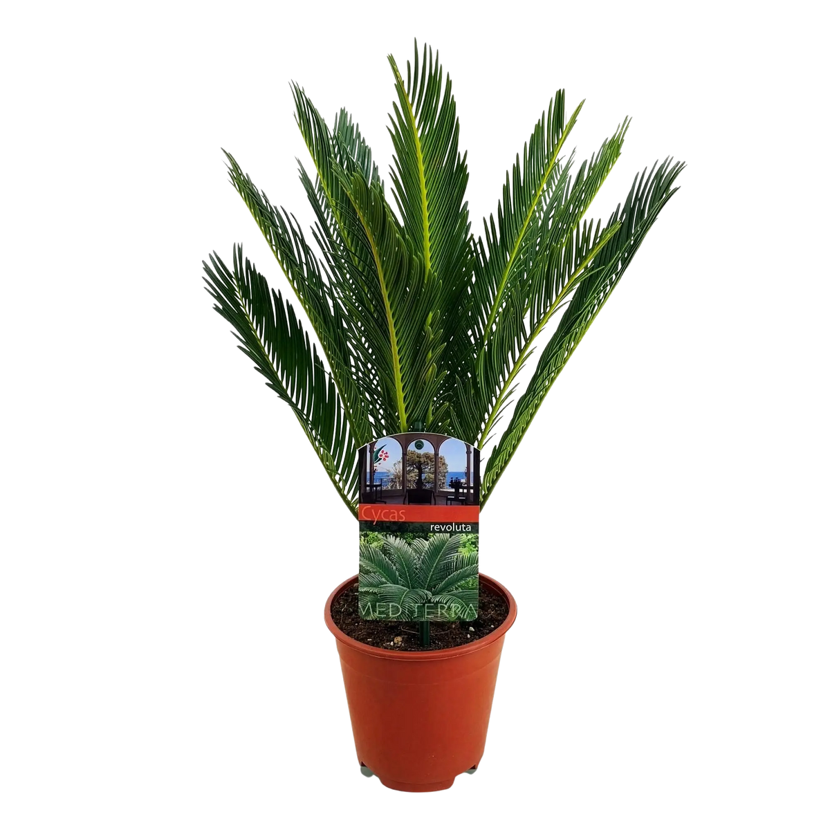Cycas revoluta (Palmvaren) Everspring