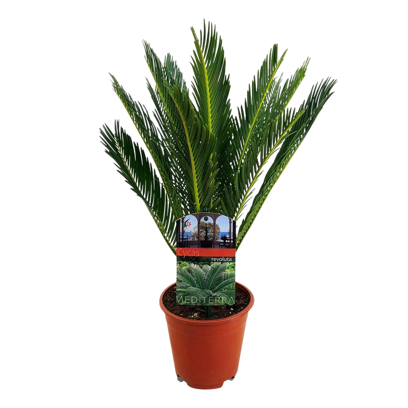 Cycas revoluta (Palmvaren)
