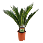 Cycas revoluta (Palmvaren)