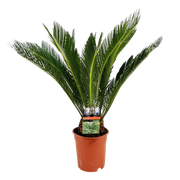 Cycas revoluta (Palmvaren) Everspring