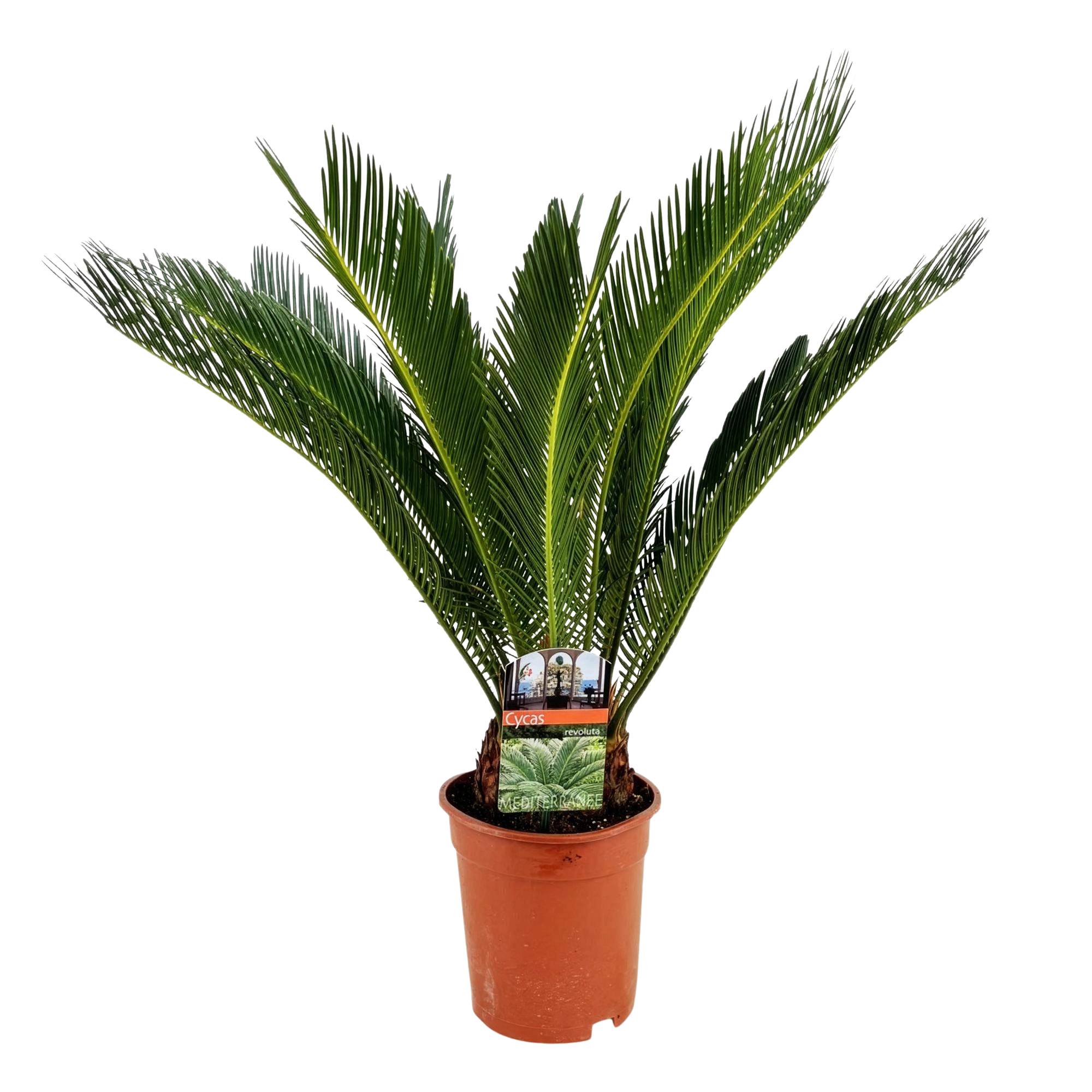 Cycas revoluta (Palmvaren)