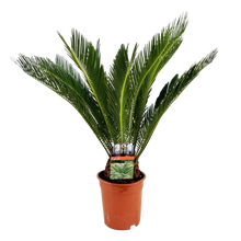 Cycas revoluta (Palmvaren)