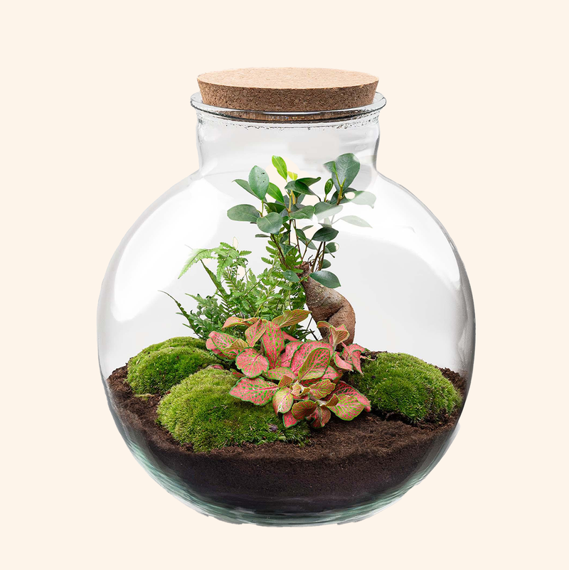 Bolder Bob Bonsai Terrarium