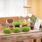 Bolder Bob Bonsai Terrarium