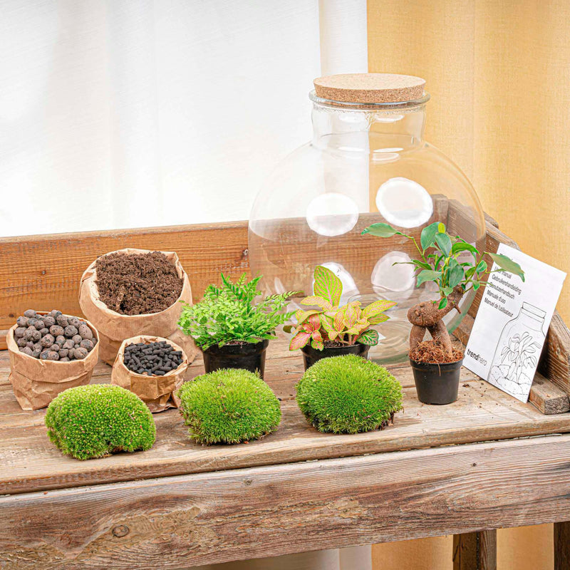 Bolder Bob Bonsai Terrarium