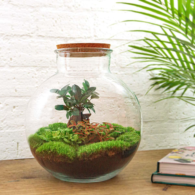 Bolder Bob Bonsai Terrarium