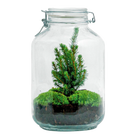 DIY terrarium - Jar Christmas