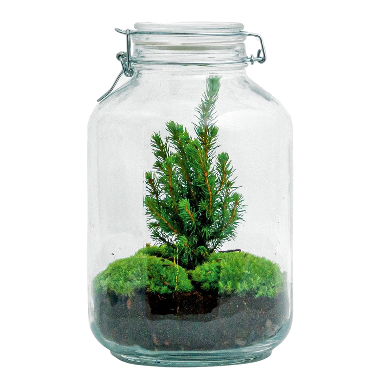 DIY terrarium - Jar Christmas