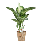 Diefenbachia Tropic Snow – Inclusief Mand Everspring