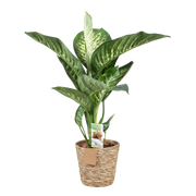 Diefenbachia Tropic Snow – Inclusief Mand Everspring