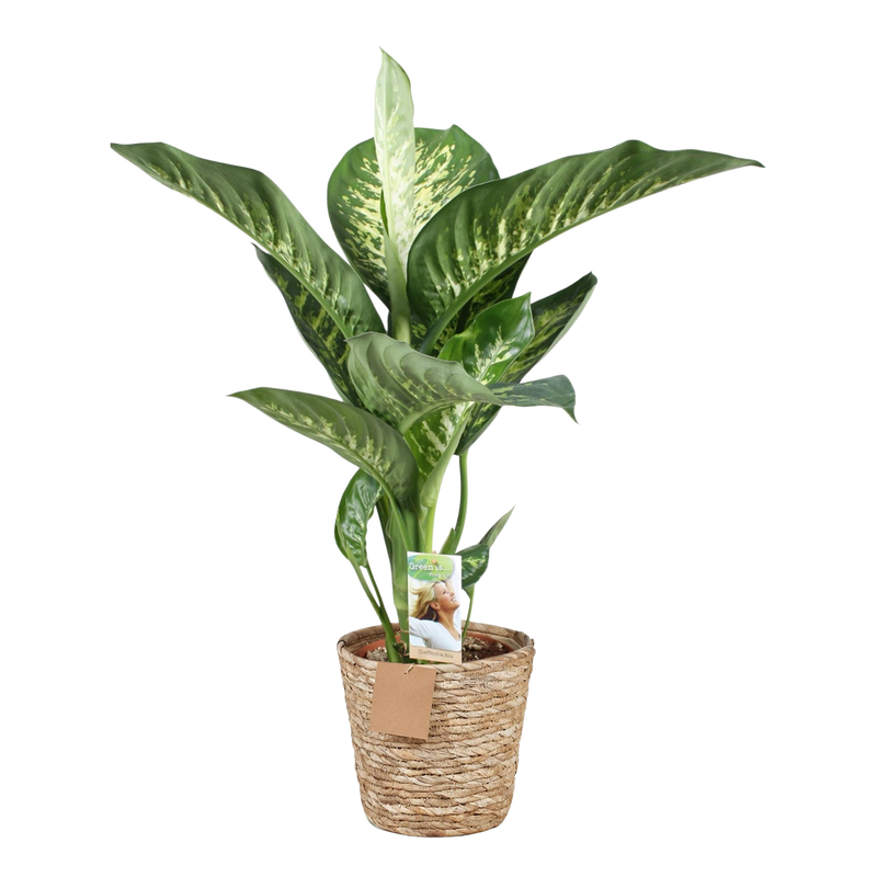 Diefenbachia Tropic Snow – Inclusief Mand