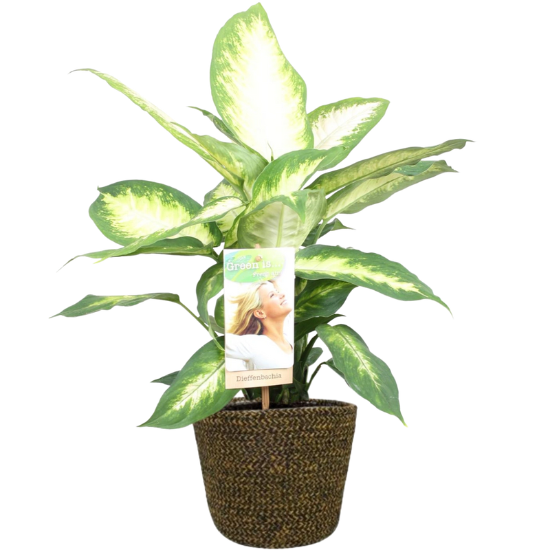 Dieffenbachia Camilla + Selin Pot Zwart