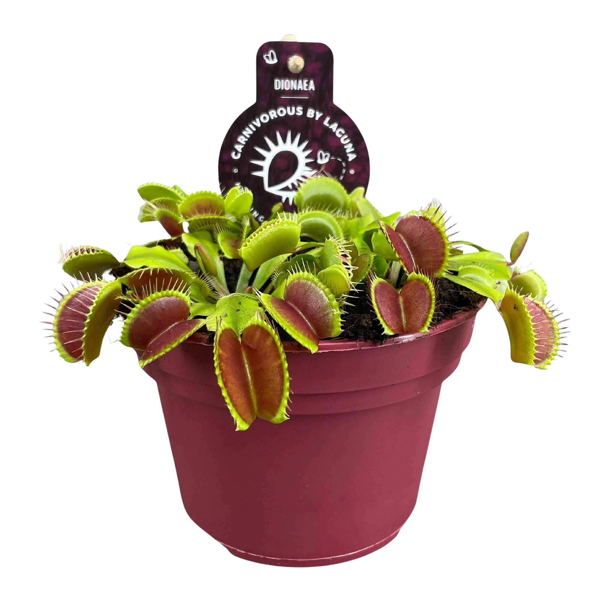 Dionaea Muscipula (Vliegenvanger)